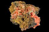 Bright Orange Crocoite Crystal Cluster - Tasmania #106808-1